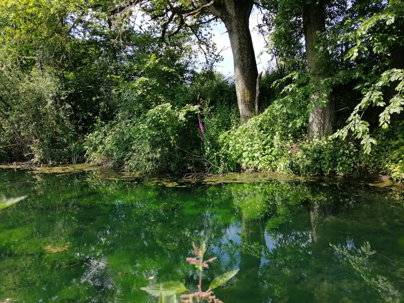 Les belles couleurs de la mare de Ronchamps 